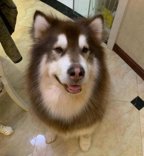 网红狗酒鬼,网红酒鬼的欢乐日常